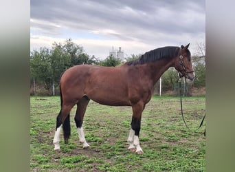 KWPN, Caballo castrado, 6 años, 170 cm, Castaño