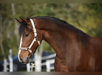 KWPN, Caballo castrado, 6 años, 170 cm, Castaño