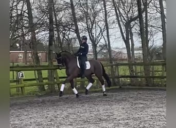 KWPN, Caballo castrado, 6 años, 170 cm, Castaño
