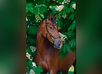 KWPN, Caballo castrado, 6 años, 170 cm, Castaño