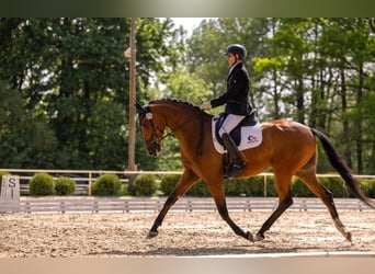 KWPN, Caballo castrado, 6 años, 170 cm, Castaño