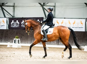 KWPN, Caballo castrado, 6 años, 170 cm, Castaño