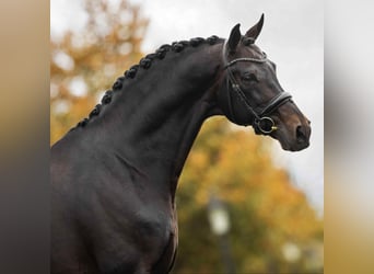 KWPN, Caballo castrado, 6 años, 170 cm, Castaño