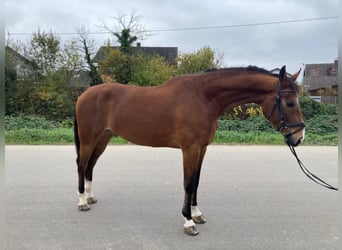 KWPN, Caballo castrado, 6 años, 170 cm, Castaño