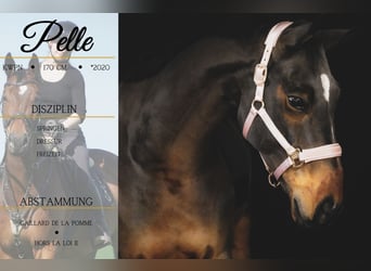 KWPN, Caballo castrado, 6 años, 170 cm, Castaño