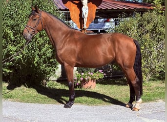 KWPN, Caballo castrado, 6 años, 170 cm, Castaño