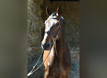 KWPN, Caballo castrado, 6 años, 170 cm, Castaño