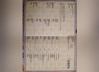 KWPN, Caballo castrado, 6 años, 170 cm, Castaño