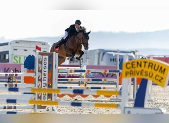 KWPN, Caballo castrado, 6 años, 170 cm, Castaño