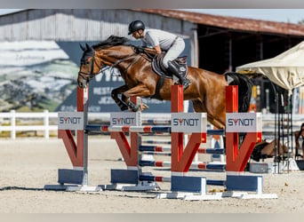 KWPN, Caballo castrado, 6 años, 170 cm, Castaño