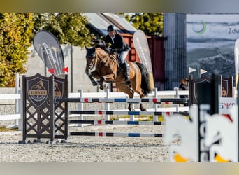 KWPN, Caballo castrado, 6 años, 170 cm, Castaño