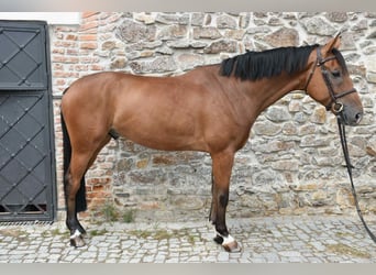 KWPN, Caballo castrado, 6 años, 170 cm, Castaño