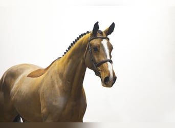 KWPN, Caballo castrado, 6 años, 170 cm, Castaño
