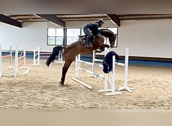 KWPN, Caballo castrado, 6 años, 170 cm, Castaño oscuro