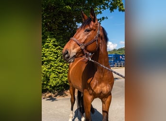 KWPN, Caballo castrado, 6 años, 170 cm, Castaño oscuro