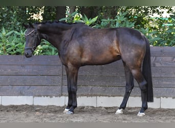 KWPN, Caballo castrado, 6 años, 170 cm, Castaño oscuro