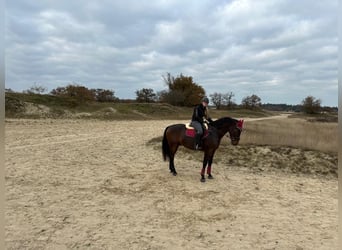 KWPN, Caballo castrado, 6 años, 170 cm, Castaño oscuro