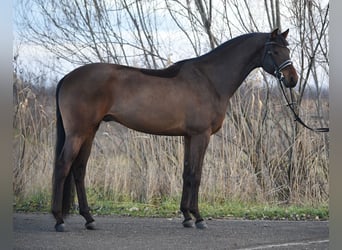 KWPN, Caballo castrado, 6 años, 170 cm, Castaño rojizo