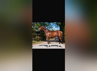 KWPN, Caballo castrado, 6 años, 170 cm, Castaño rojizo