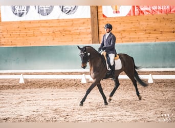 KWPN, Caballo castrado, 6 años, 170 cm, Morcillo