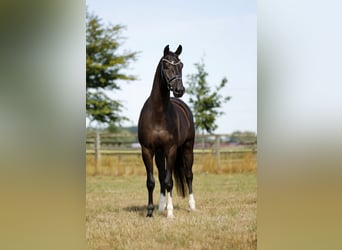KWPN, Caballo castrado, 6 años, 170 cm, Negro