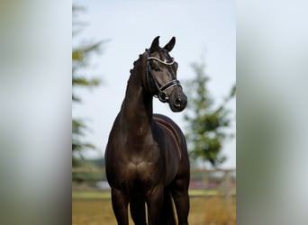 KWPN, Caballo castrado, 6 años, 170 cm, Negro