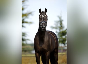 KWPN, Caballo castrado, 6 años, 170 cm, Negro