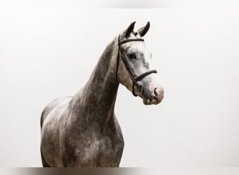 KWPN, Caballo castrado, 6 años, 170 cm, Tordo