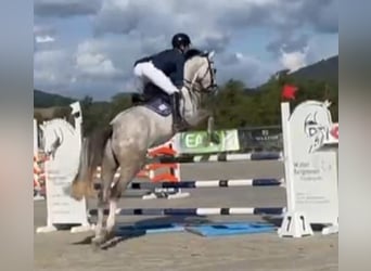 KWPN, Caballo castrado, 6 años, 170 cm, Tordo picazo