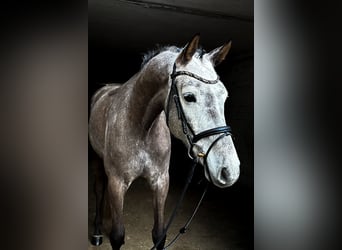 KWPN, Caballo castrado, 6 años, 170 cm, Tordo rodado