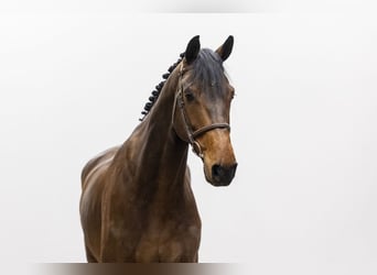 KWPN, Caballo castrado, 6 años, 171 cm, Castaño oscuro