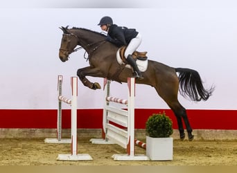 KWPN, Caballo castrado, 6 años, 171 cm, Castaño oscuro