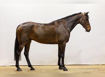 KWPN, Caballo castrado, 6 años, 171 cm, Castaño oscuro