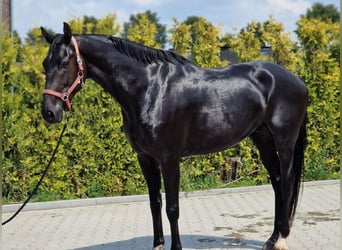 KWPN, Caballo castrado, 6 años, 171 cm, Negro