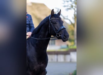 KWPN, Caballo castrado, 6 años, 171 cm, Negro