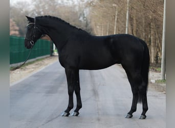 KWPN, Caballo castrado, 6 años, 171 cm, Negro