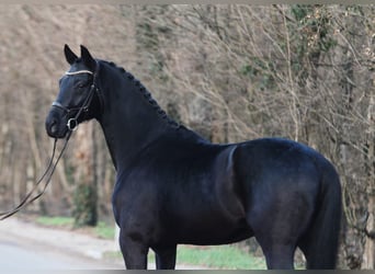 KWPN, Caballo castrado, 6 años, 171 cm, Negro