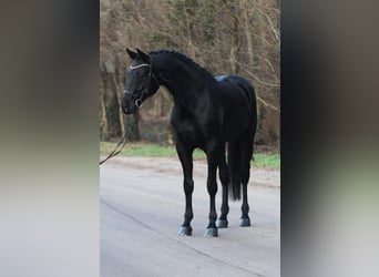 KWPN, Caballo castrado, 6 años, 171 cm, Negro