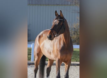 KWPN, Caballo castrado, 6 años, 172 cm, Castaño