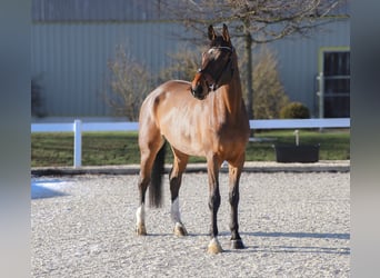 KWPN, Caballo castrado, 6 años, 172 cm, Castaño