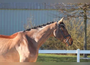 KWPN, Caballo castrado, 6 años, 172 cm, Castaño