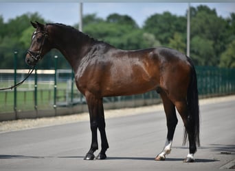 KWPN, Caballo castrado, 6 años, 172 cm, Castaño oscuro
