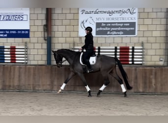 KWPN, Caballo castrado, 6 años, 172 cm, Castaño oscuro