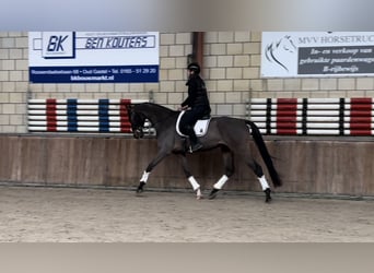 KWPN, Caballo castrado, 6 años, 172 cm, Castaño oscuro