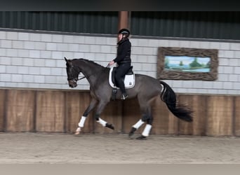 KWPN, Caballo castrado, 6 años, 172 cm, Castaño oscuro