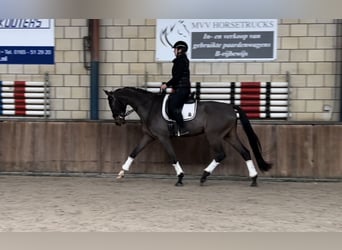 KWPN, Caballo castrado, 6 años, 172 cm, Castaño oscuro