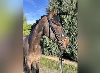 KWPN, Caballo castrado, 6 años, 172 cm, Castaño oscuro