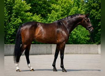 KWPN, Caballo castrado, 6 años, 172 cm, Castaño rojizo