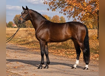 KWPN, Caballo castrado, 6 años, 172 cm, Castaño rojizo