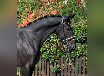 KWPN, Caballo castrado, 6 años, 172 cm, Negro